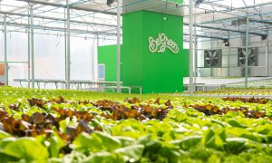 Fazenda Urbana BeGreen do Plaza Sul Shopping